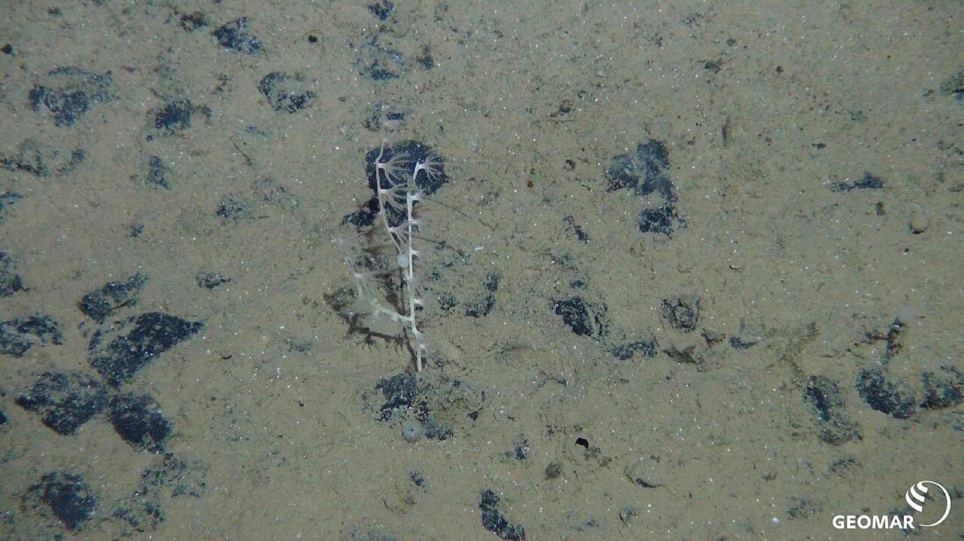 Polymetallic nodules and a small white coral on the seabed of the Clarion-Clipperton Zone